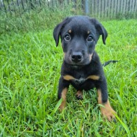Photo of Dolly