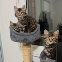 Photo of Dennis, Red, Leo 