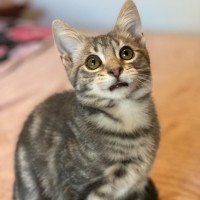 Photo of Miyo **2nd Chance Cat Rescue**