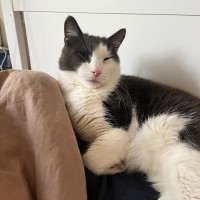 Photo of Monty 👑 *9 Lives Project Rescue*