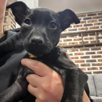 Photo of Phoebe