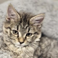 Photo of Jordan **2nd Chance Cat Rescue**
