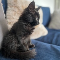 Photo of Chloe *9 Lives Project Rescue*