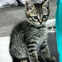 Photo of Nico