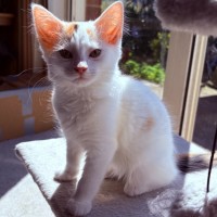 Photo of Pearl   Reduced Adoption Fee