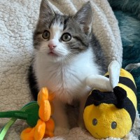 Photo of Max 🐯😻