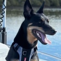 Photo of Molly   4 Year Old Kelpie (On Hold)