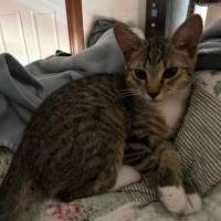 Photo of Mo ** 2nd Chance Cat Rescue**