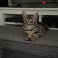 Photo of Miso
