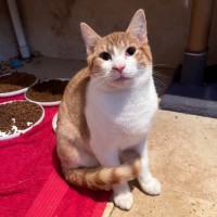 Photo of Lentil 