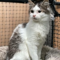 Photo of Speedy**2nd Chance Cat Rescue**