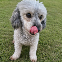 Photo of Luna