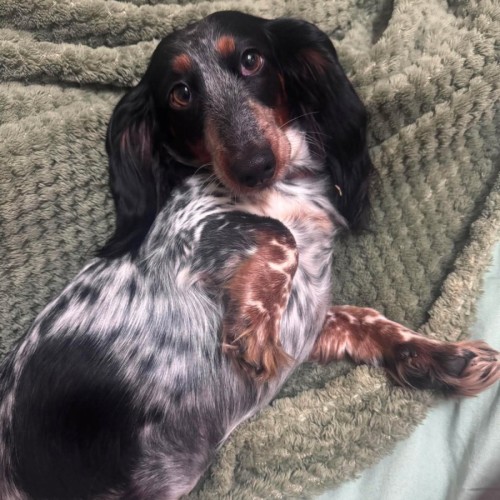 Ditsy - Dachshund (Miniature) Dog