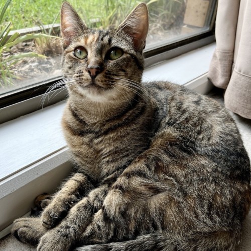 Penelope **2nd Chance Cat Rescue** - Domestic Short Hair (DSH) Cat
