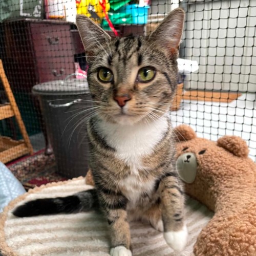 Nael ** 2nd Chance Cat Rescue ** - Domestic Short Hair (DSH) Cat