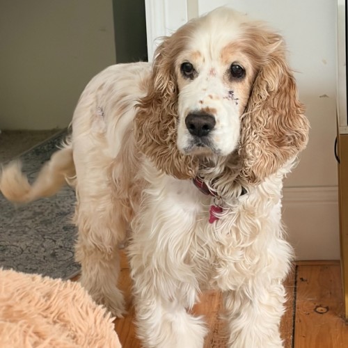 Rufus - Cocker Spaniel Dog