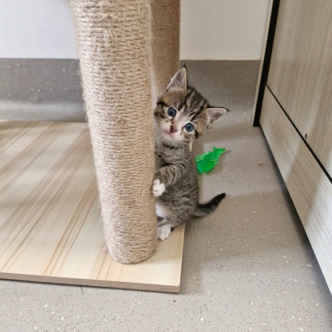 Photo of C1336 Batman