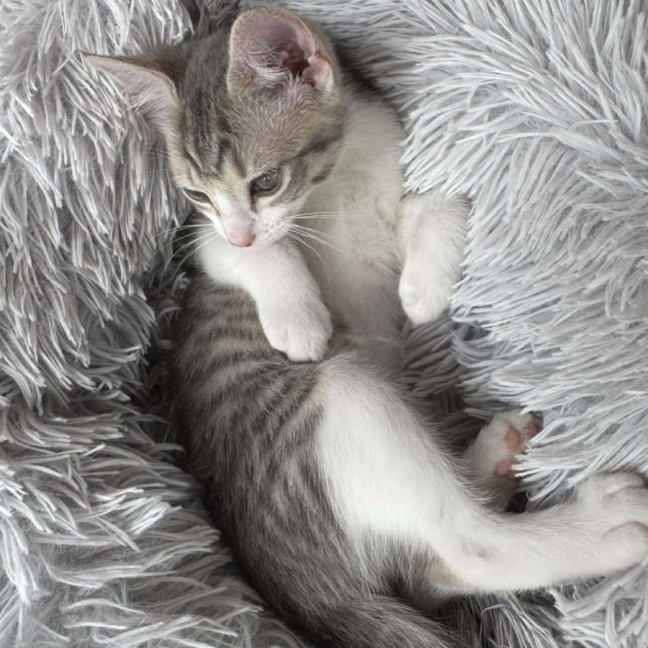 Photo of Gracie   Meet Me @ Petstock Prahran 20 Dec