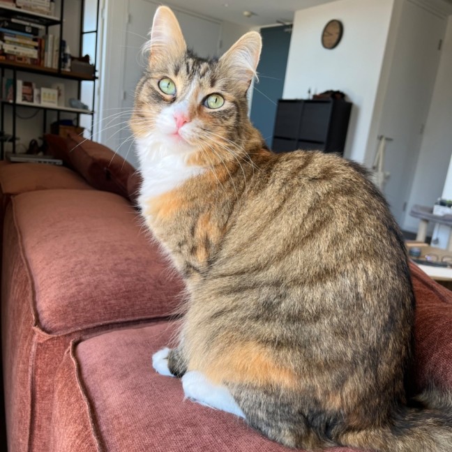 Photo of Mish Mish