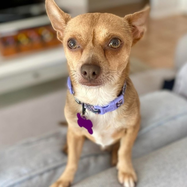 Photo of Deacon