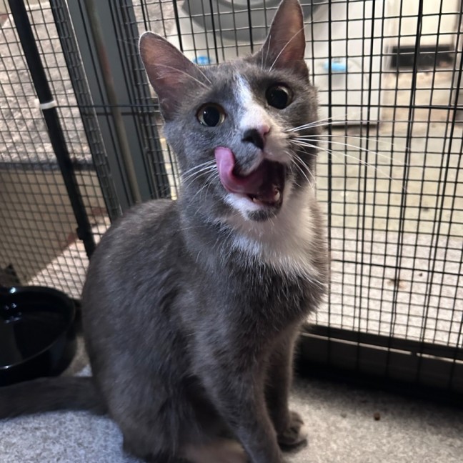 Photo of Rebel Whopper 🍔 🍟 🥤 