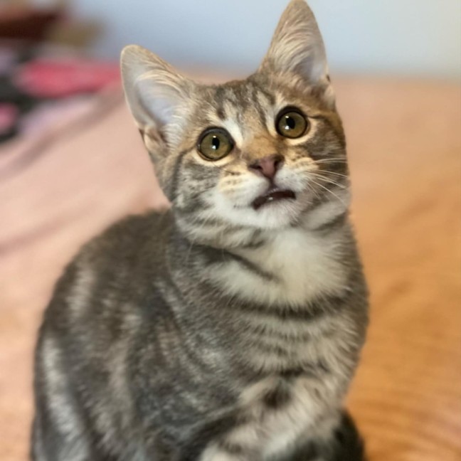 Photo of Miyo **2nd Chance Cat Rescue**