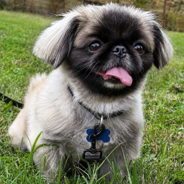 Photo of Bindi