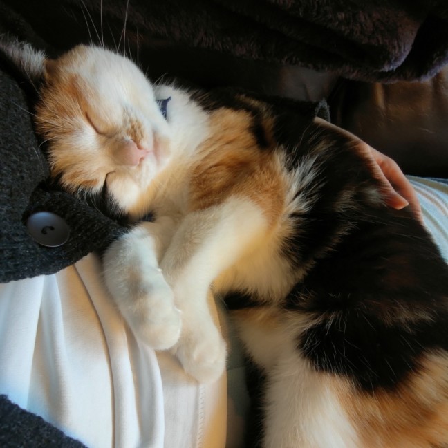 Photo of Cheeto