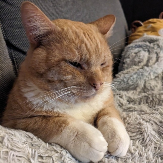 Photo of Cheeto   Located In Coburg