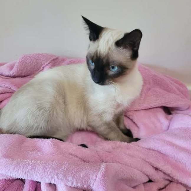 Photo of Cookie