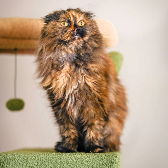 Photo of 🎭Villanelle🎭