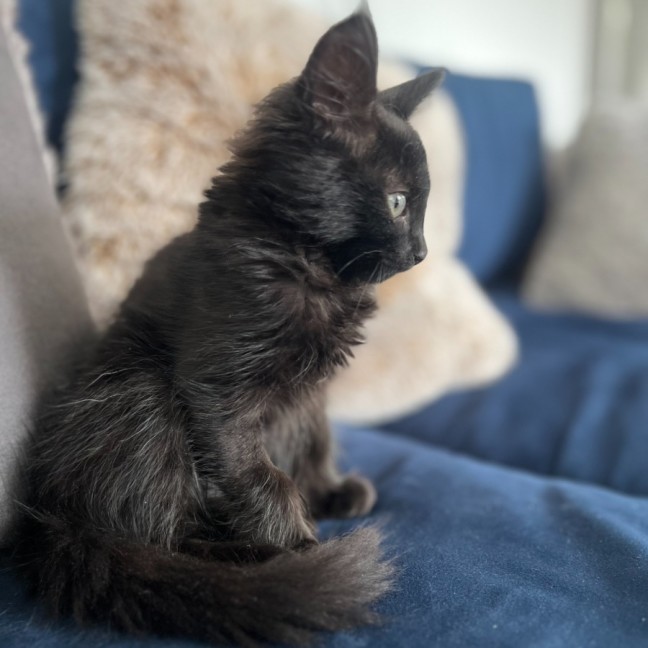 Photo of Chloe *9 Lives Project Rescue*