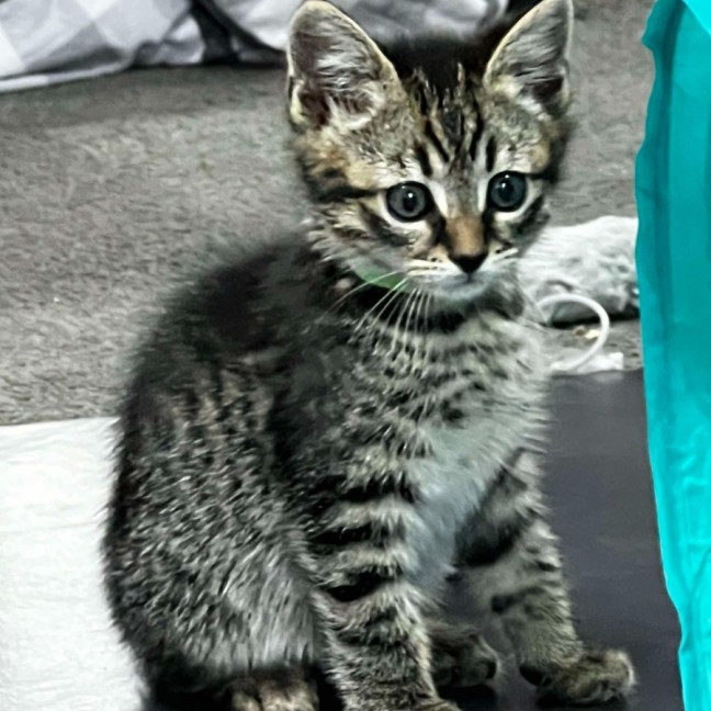 Photo of Nico