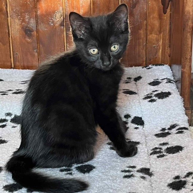 Photo of Charcoal **2nd Chance Cat Rescue**