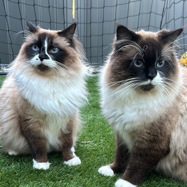 Photo of Mocha And Rosie