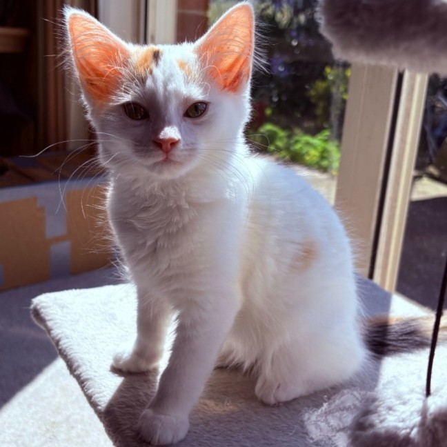 Photo of Pearl   Reduced Adoption Fee