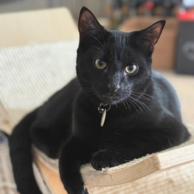 Photo of Noctis