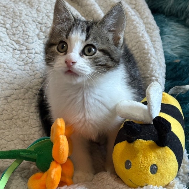 Photo of Max 🐯😻