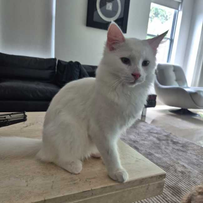 Photo of Angel & Loki