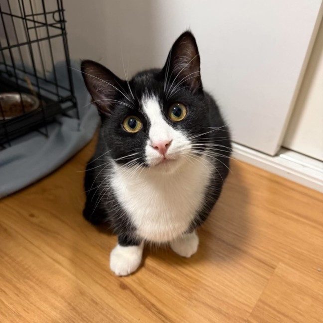 Photo of Zorro
