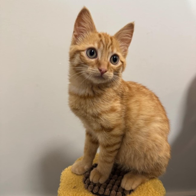 Photo of Puss In Boots