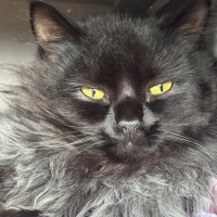 Photo of Phoenix 