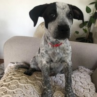 Photo of Skye