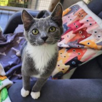 Photo of Harmony Bear