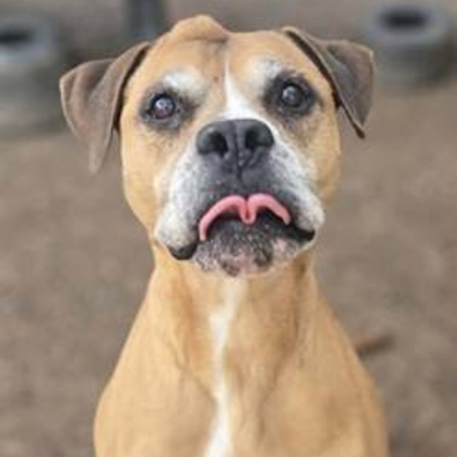 Photo of Rusty