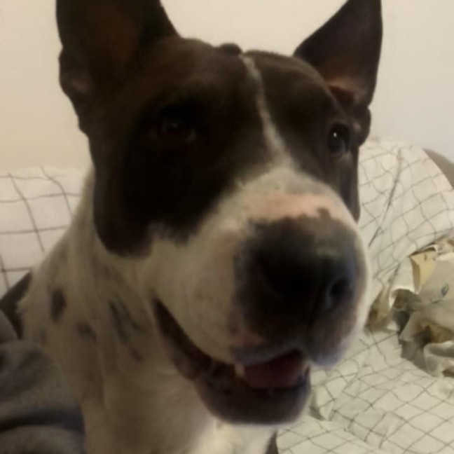 Photo of Willow 