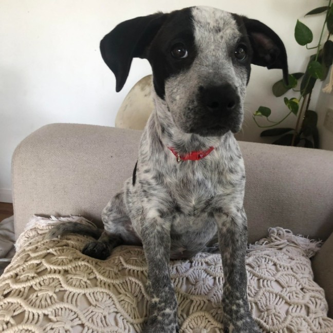 Photo of Skye