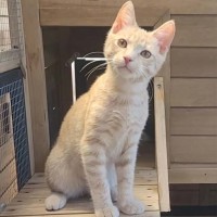 Photo of Apricot   Reduced Adoption Fee   $200