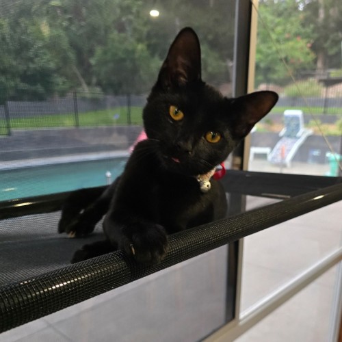 Keith - Domestic Short Hair (DSH) Cat