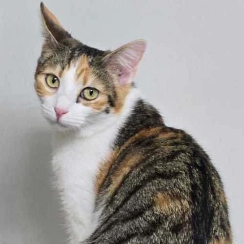 Lovebug - Domestic Short Hair (DSH) Cat